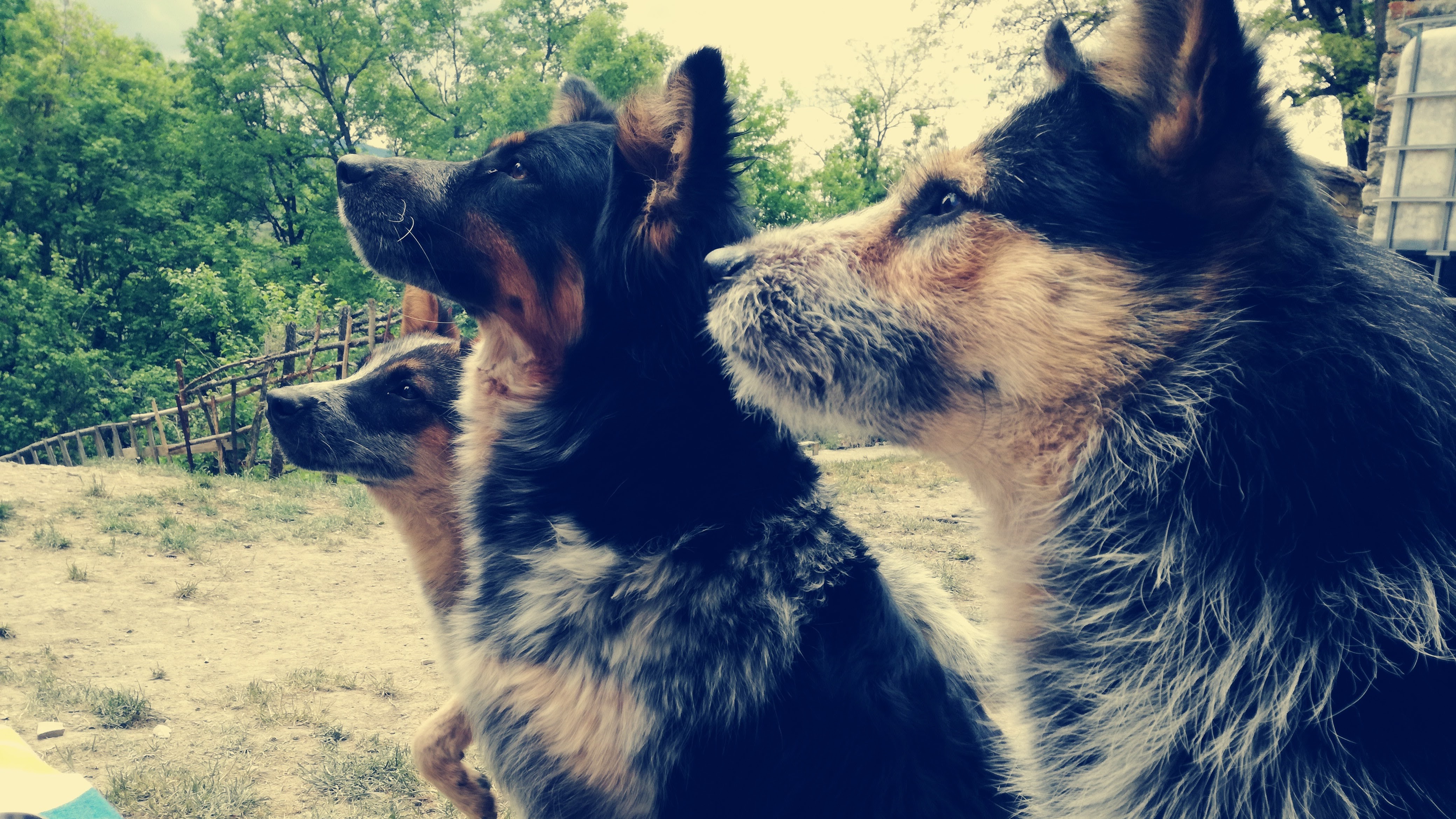 mix di cani bovini australiani collie